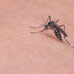 Mosquito biting a person's skin.