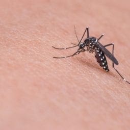 Mosquito biting a person's skin.