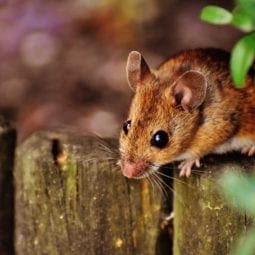 Mouse