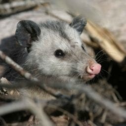 Opossum