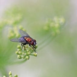 blowfly