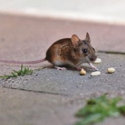 House Mice