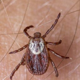American Dog Tick