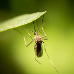 mosquito on a leaf
