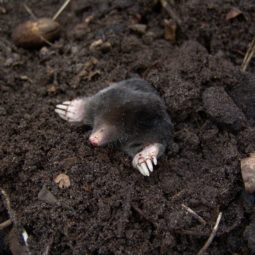 Mole in natural environment