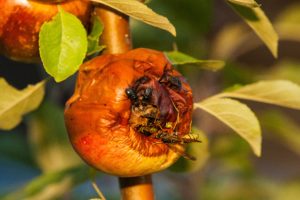 Rotten fruit on the tree covered with insects