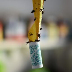 Fly tape covered with flies
