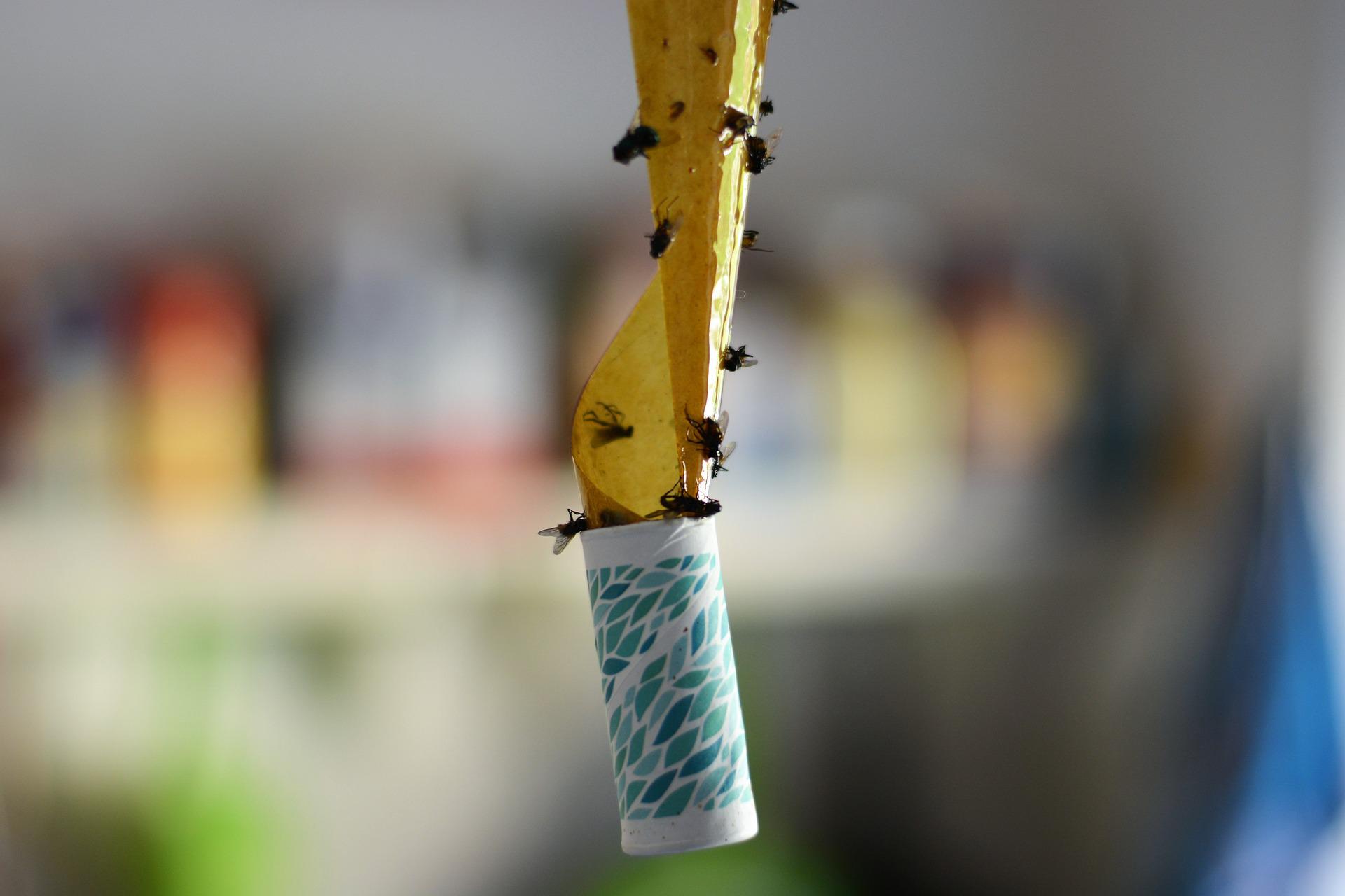 Fly tape covered with flies