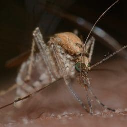 mosquito biting on the skin