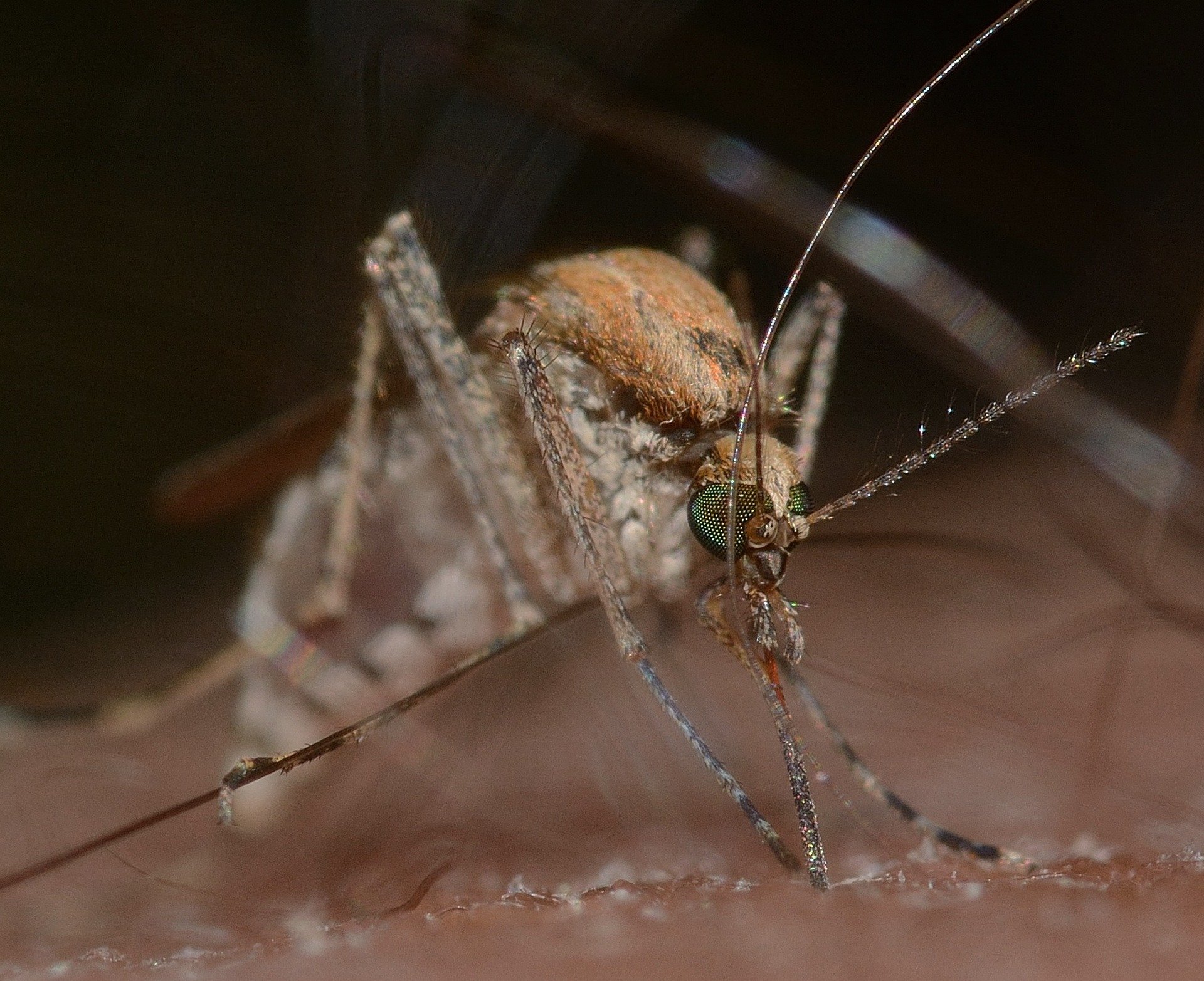 mosquito biting on the skin