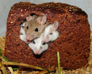Mouses in the bread