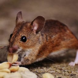 Mouse eating peanuts