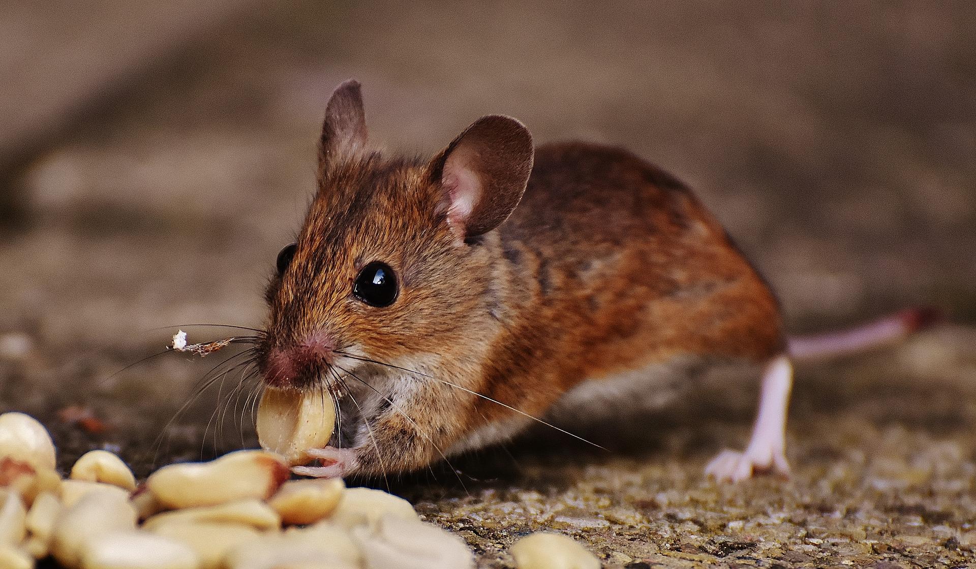 Mouse eating peanuts