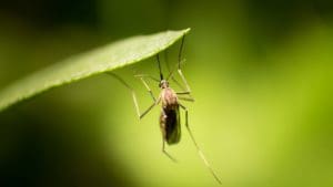 mosquito hanging on the leaf