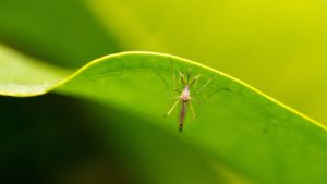 mosquito hanging on the leaf
