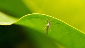 mosquito hanging on the leaf