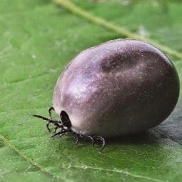 tick on the leaf