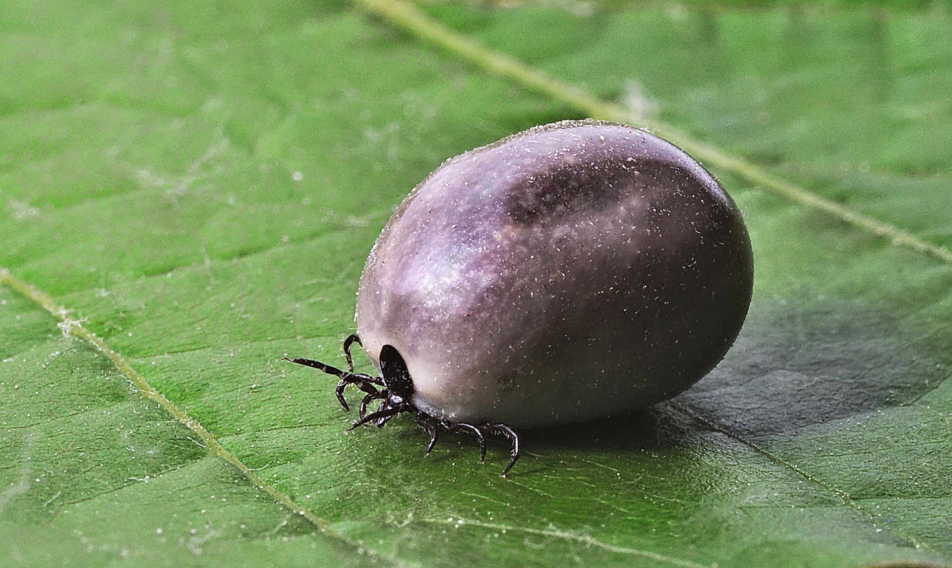 tick on the leaf