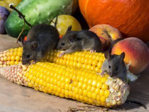 Mouses on the corn