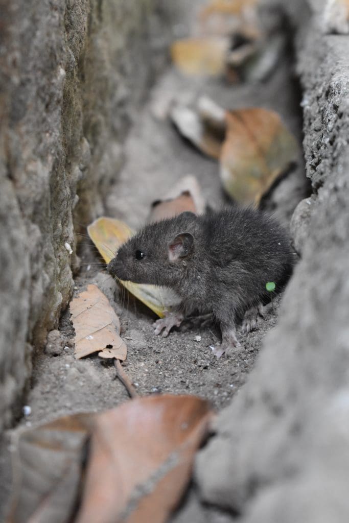 Mouse outside between walls