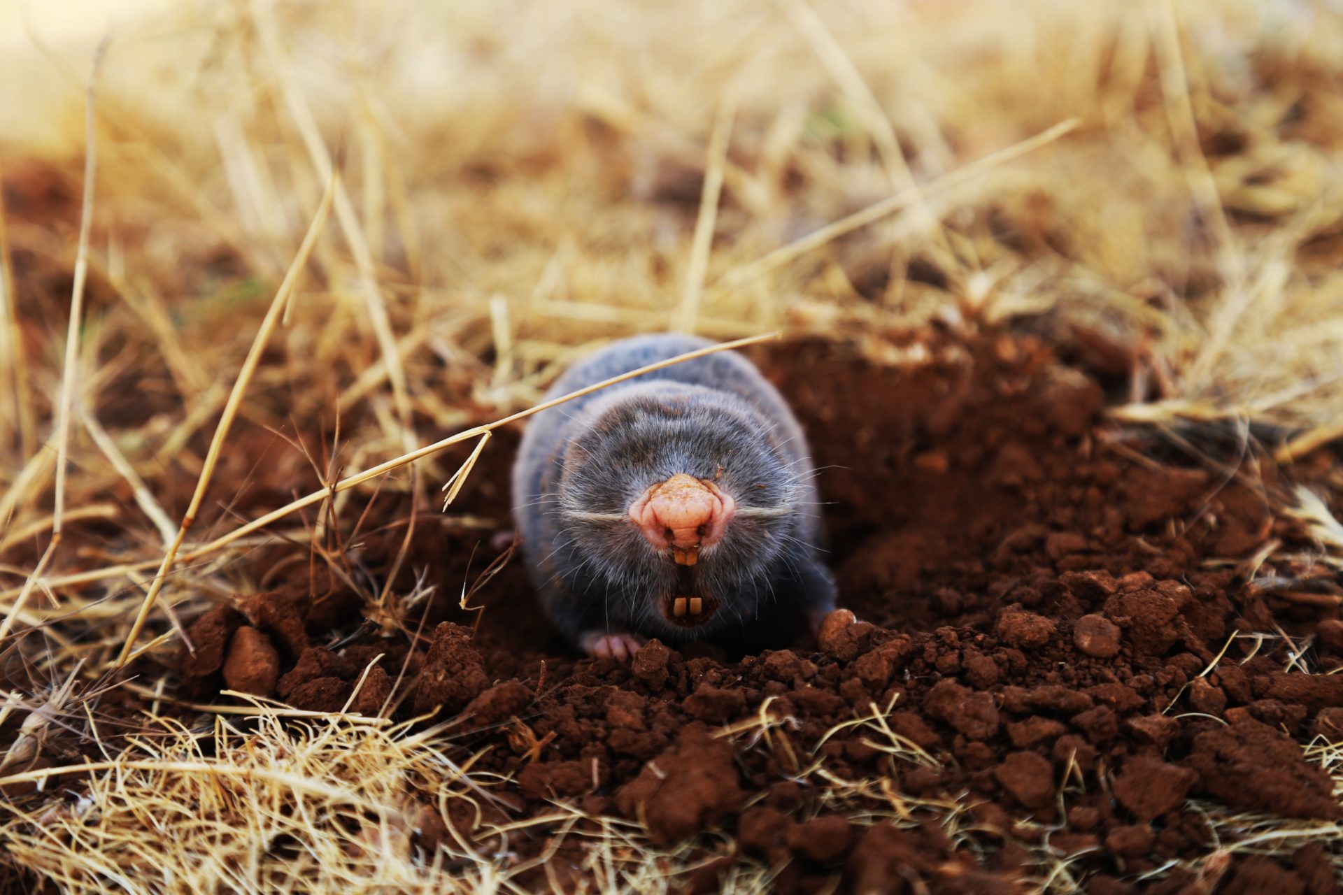 mole in natural environment