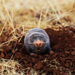 mole in natural environment