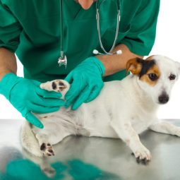 Doctor checking on the dog