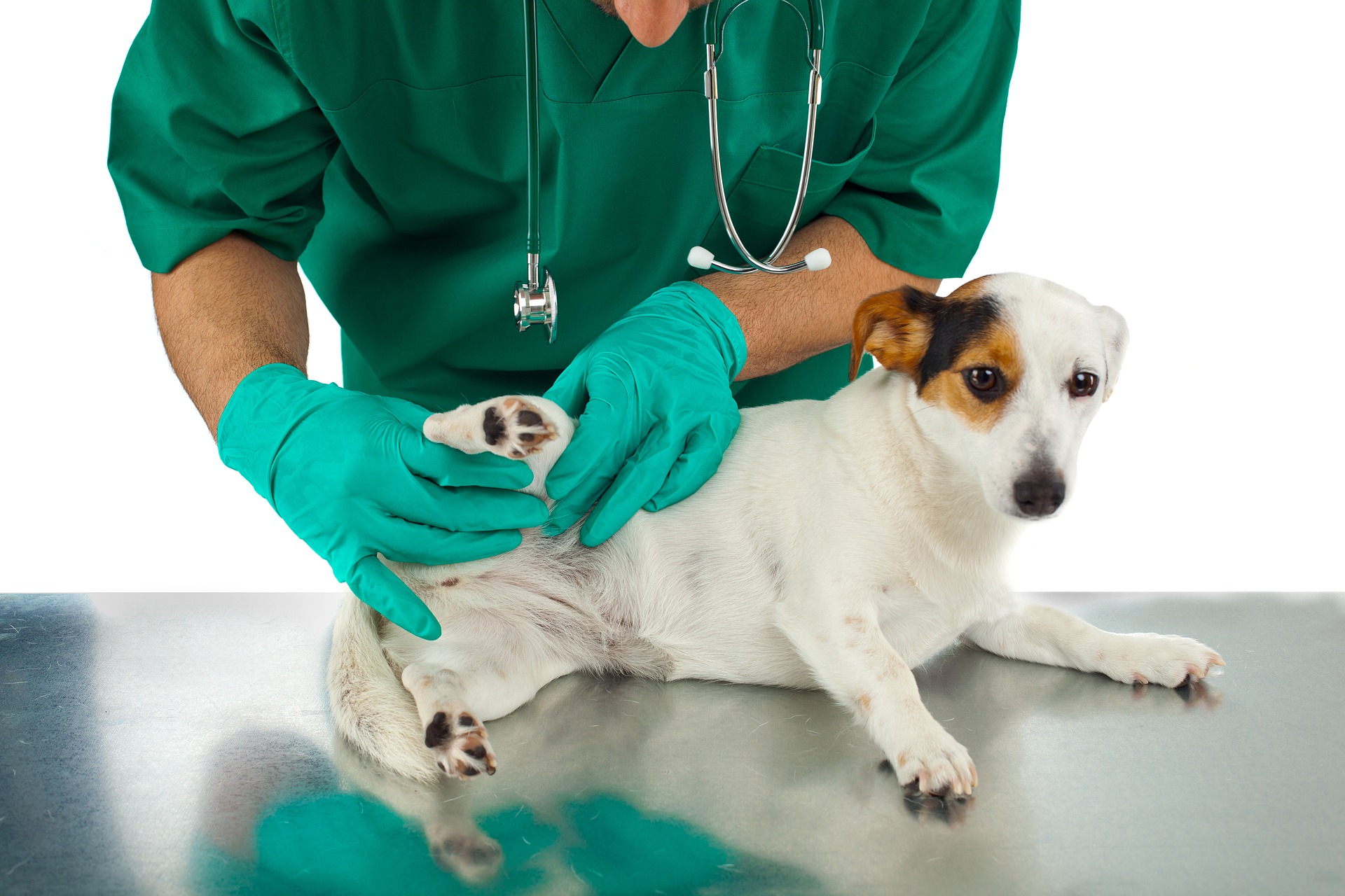 Doctor checking on the dog