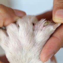 human's hands checking on dog's feet