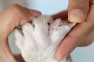 human's hands checking on dog's feet