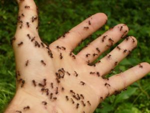 ants covering the hand