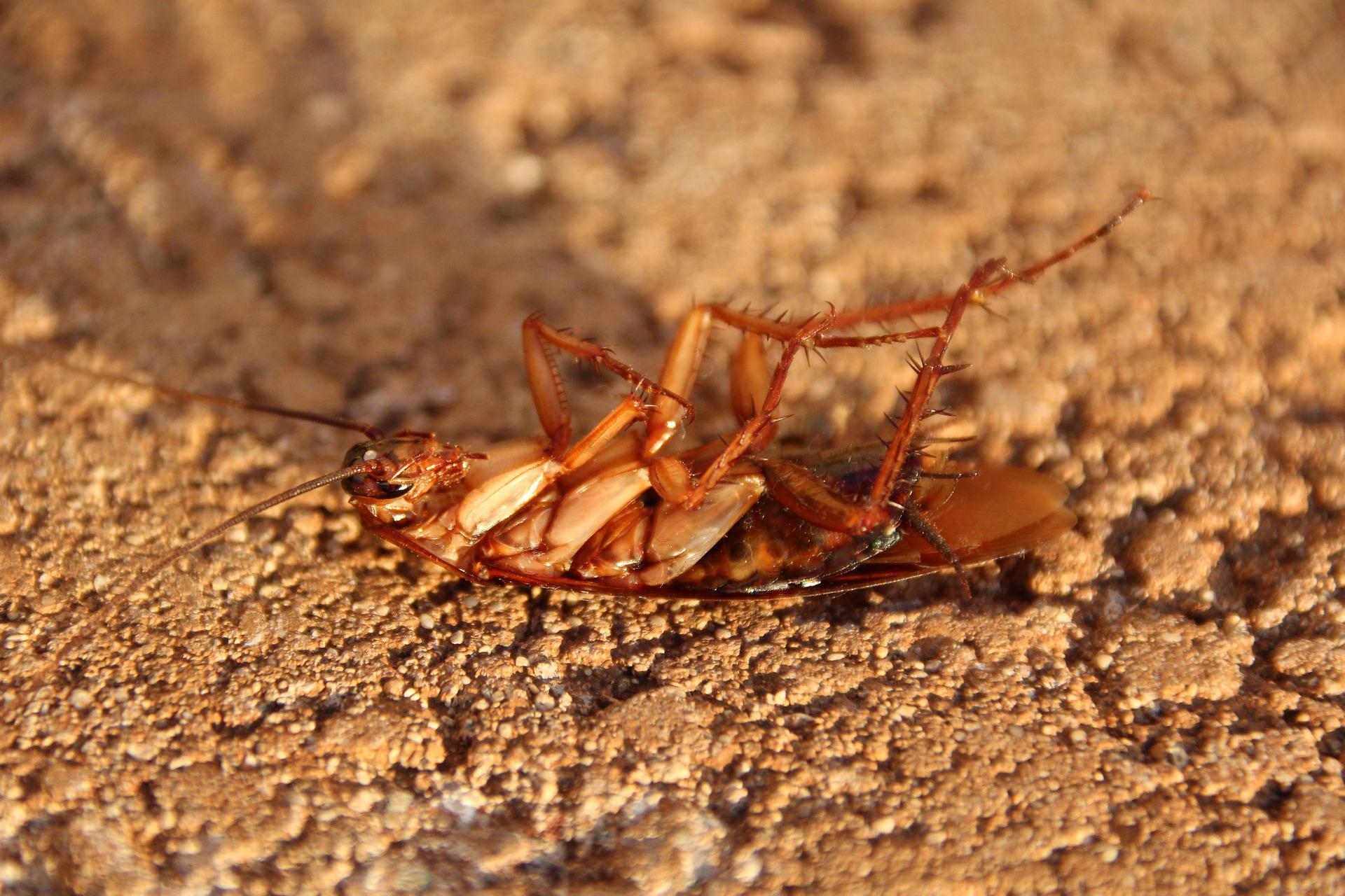 Cockroach on the back