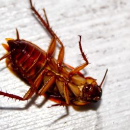Cockroach upside down