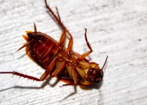 cockroach upside down on the floor