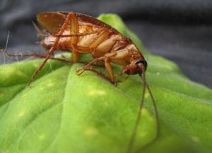 Cockroach on the leaf