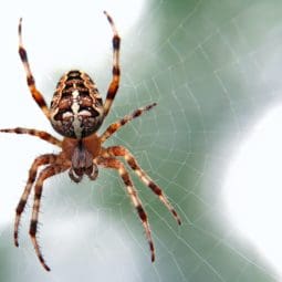 spider argiope