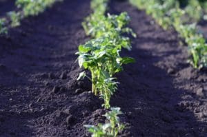 potatoes in the field