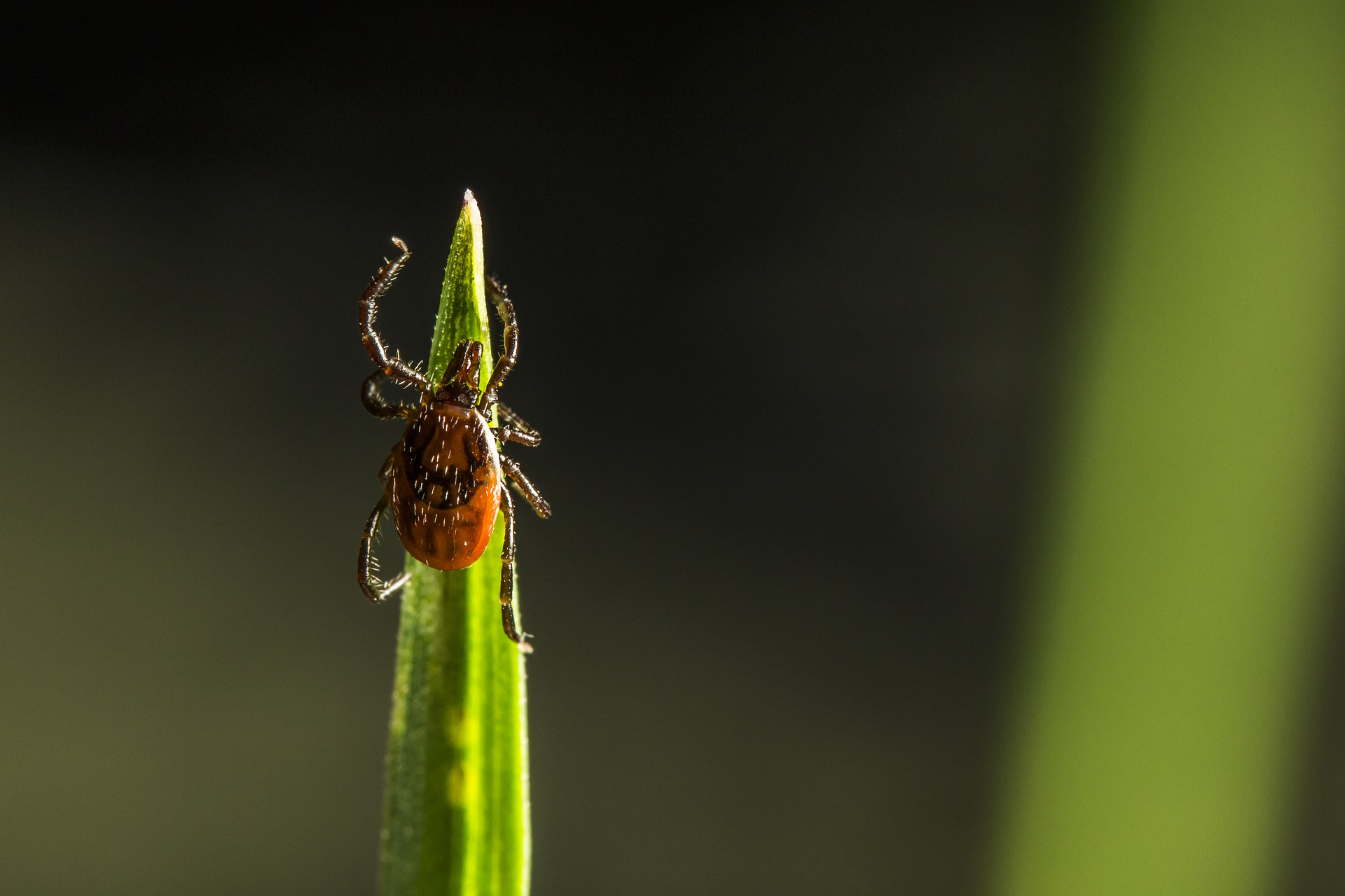 tick on the grass