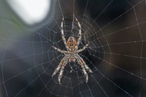 Spider hanging on the cobweb