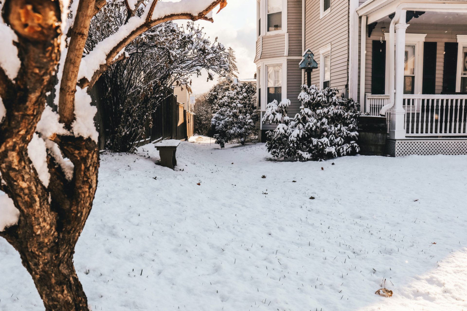 backyard in the winter