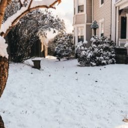 backyard in the winter