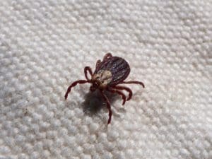 tick on the cloth