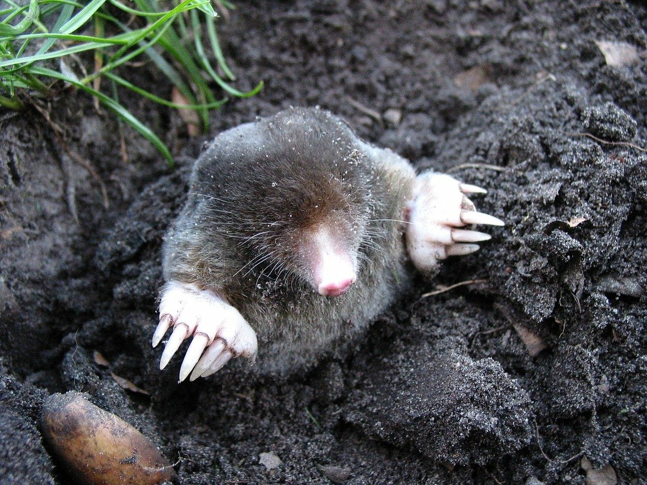 mole in natural environment