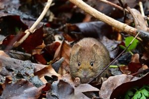 vole in natural environment 