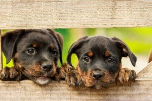 Two black puppies