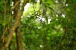 Spider hanging on the cobweb in the forest