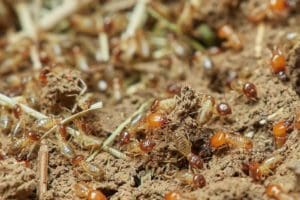 termites on the ground