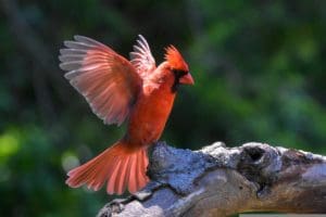 Northern Cardinal