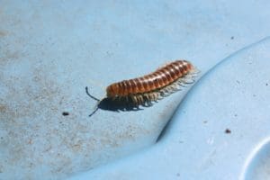 centipede