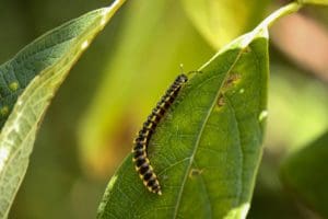 centipede on the leaf